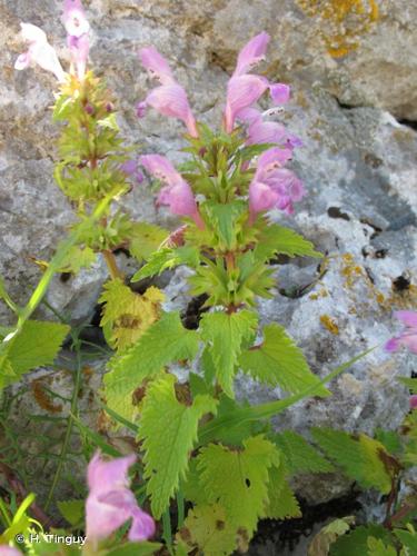 <i>Lamium garganicum</i> L., 1763 © H. Tinguy