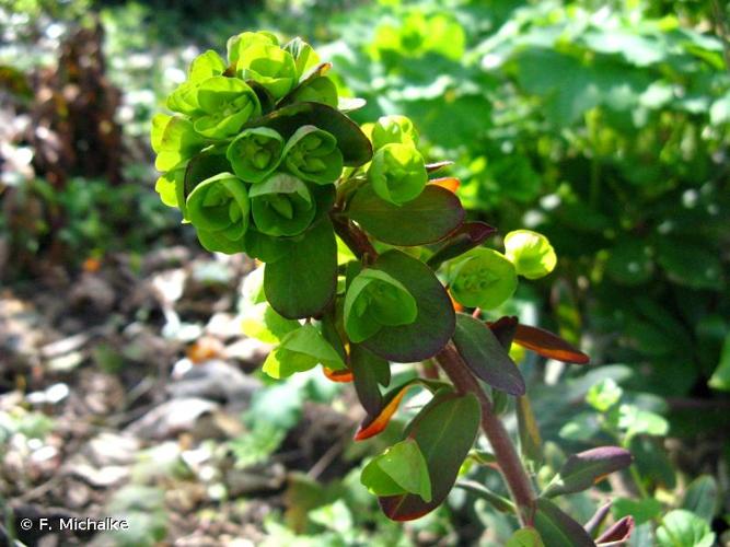 <i>Euphorbia amygdaloides</i> L., 1753 © F. Michalke