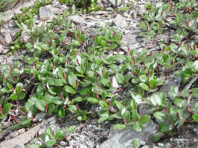 <i>Salix reticulata</i> L., 1753 © A. Horellou