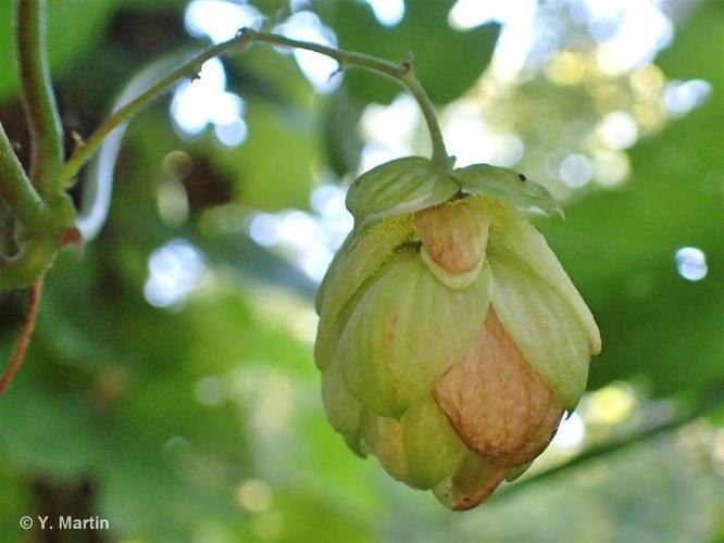 <i>Humulus lupulus</i> L., 1753 © 