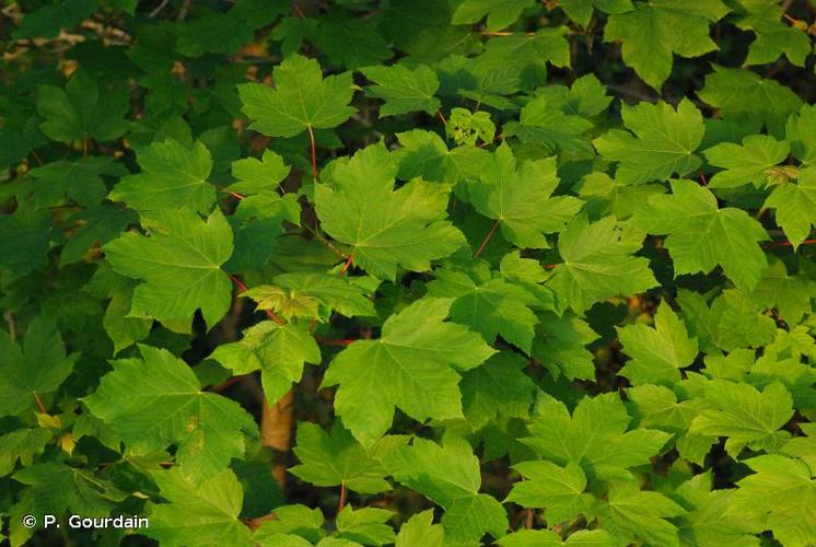 <i>Acer pseudoplatanus</i> L., 1753 © P. Gourdain