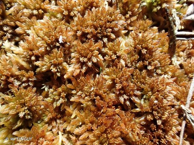 <i>Sphagnum fuscum</i> (Schimp.) H.Klinggr., 1872 © H. TINGUY