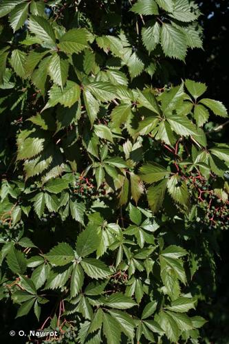 <i>Parthenocissus inserta</i> (A.Kern.) Fritsch, 1922 © O. Nawrot