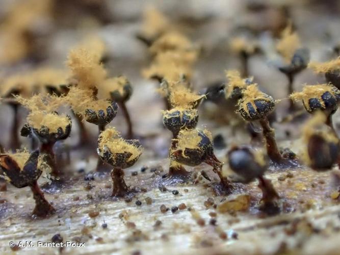 <i>Metatrichia floriformis</i> (Schwein.) Nann.-Bremek., 1985 © A.M. Rantet-Poux