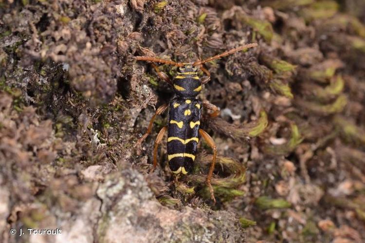 <i>Plagionotus arcuatus</i> (Linnaeus, 1758) © J. Touroult