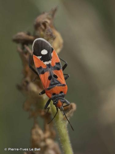 <i>Lygaeus equestris</i> (Linnaeus, 1758) © Pierre-Yves Le Bail