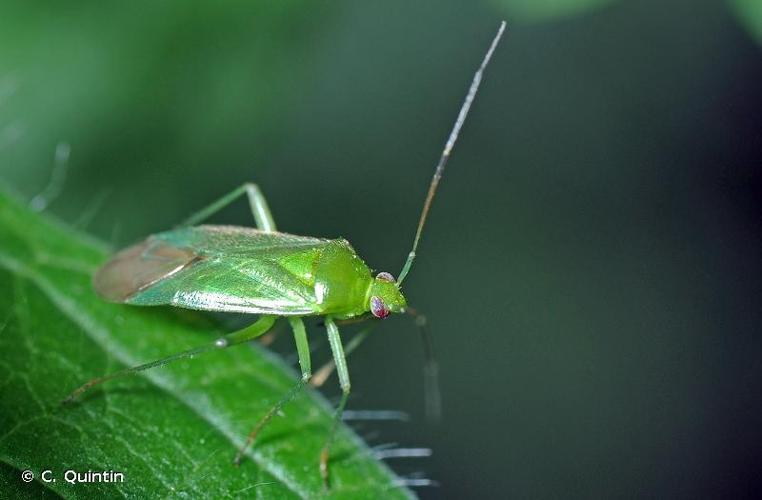 <i>Lygocoris pabulinus</i> (Linnaeus, 1760) © C. Quintin