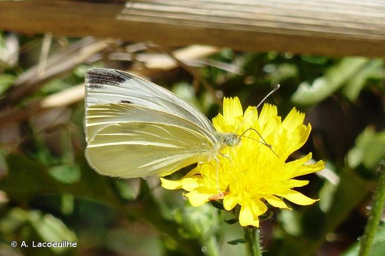 <i>Pieris mannii</i> (Mayer, 1851) © A. Lacoeuilhe