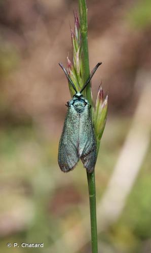 <i>Adscita geryon</i> (Hübner, 1813) © P. Chatard