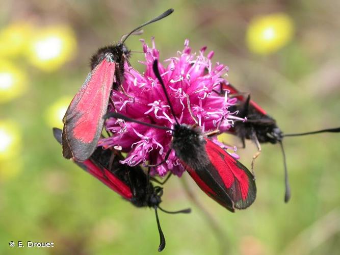 <i>Zygaena purpuralis</i> (Brünnich, 1763) © E. Drouet