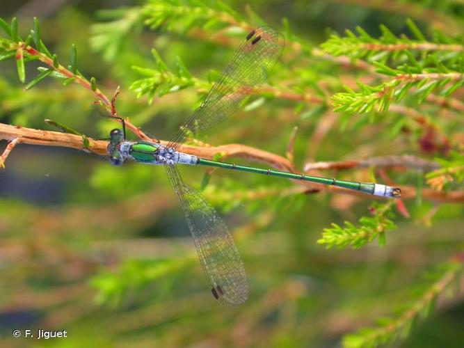 <i>Lestes sponsa</i> (Hansemann, 1823) © F. Jiguet