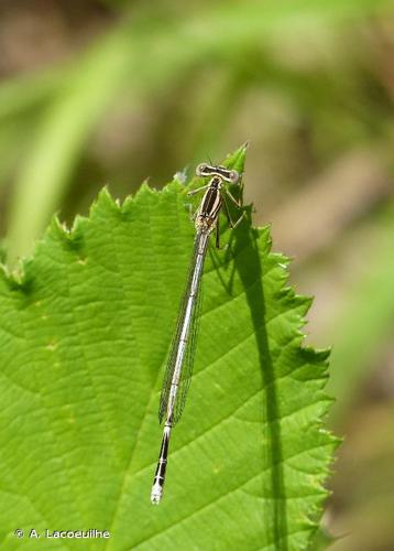 <i>Platycnemis pennipes</i> (Pallas, 1771) © A. Lacoeuilhe