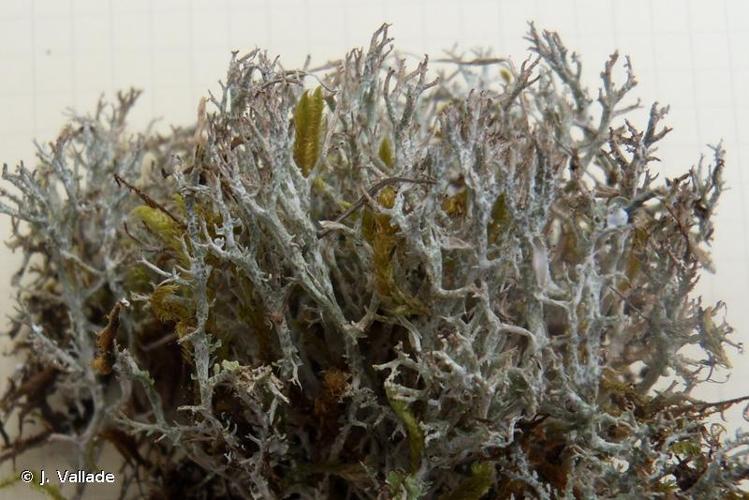 <i>Cladonia rangiformis </i>Hoffm., 1796 var.<i> rangiformis</i> © J. Vallade