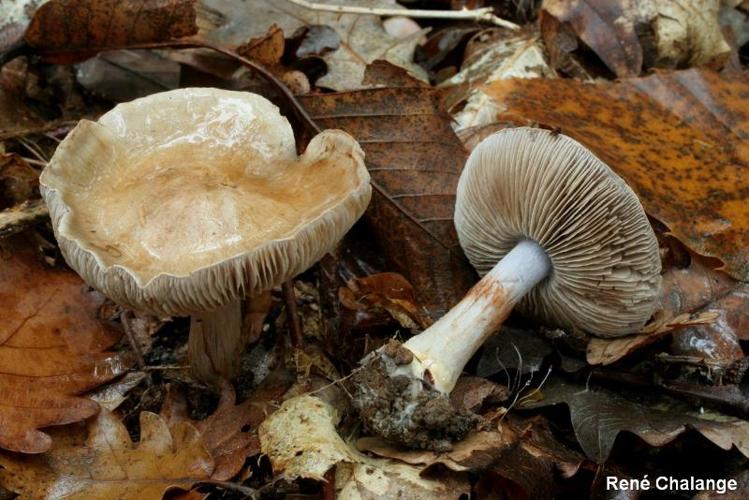 <i>Cortinarius dionysae</i> R. Henry © R. Chalange