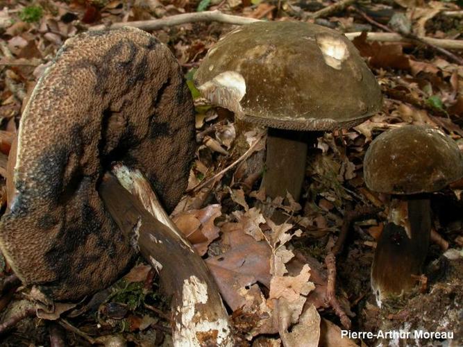 <i>Porphyrellus porphyrosporus</i> (Fr.) E.-J. Gilbert © PA. Moreau