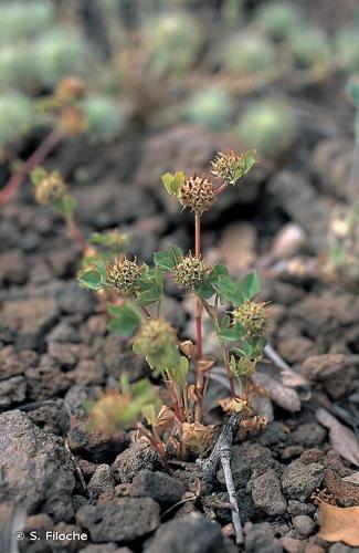 <i>Trifolium glomeratum</i> L., 1753 © S. Filoche