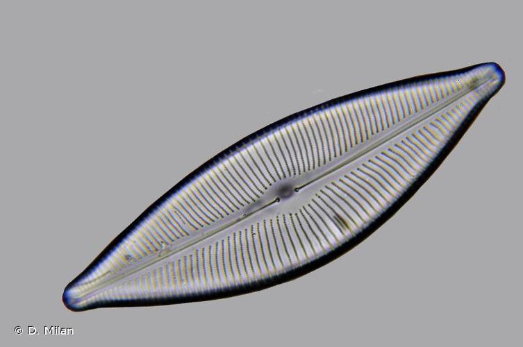 <i>Cymbopleura inaequalis</i> (Ehrenb.) Krammer, 2003 © D. Milan