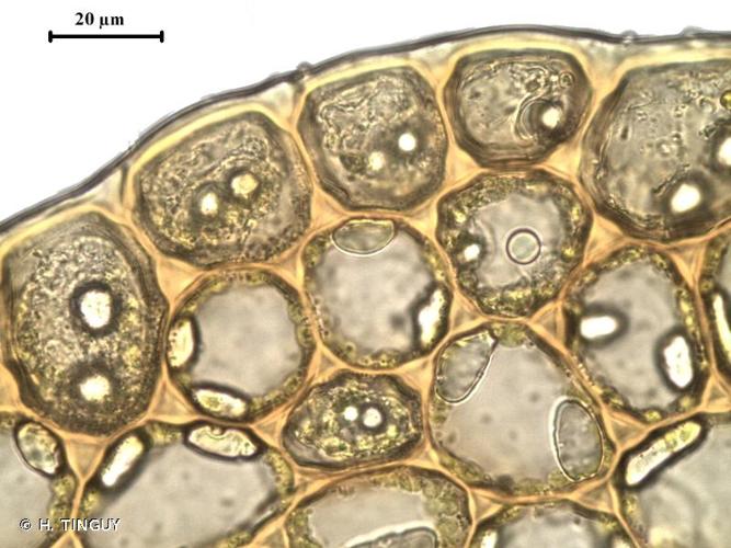 <i>Nardia scalaris</i> Gray, 1821 © H. TINGUY