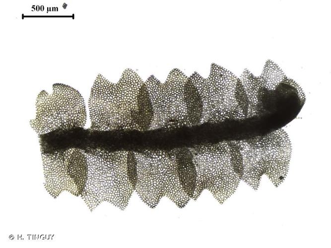 <i>Mesoptychia bantriensis</i> (Hook.) L.Söderstr. & Váňa, 2012 © H. TINGUY