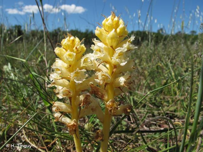 <i>Orobanche crenata</i> Forssk., 1775 © H. Tinguy