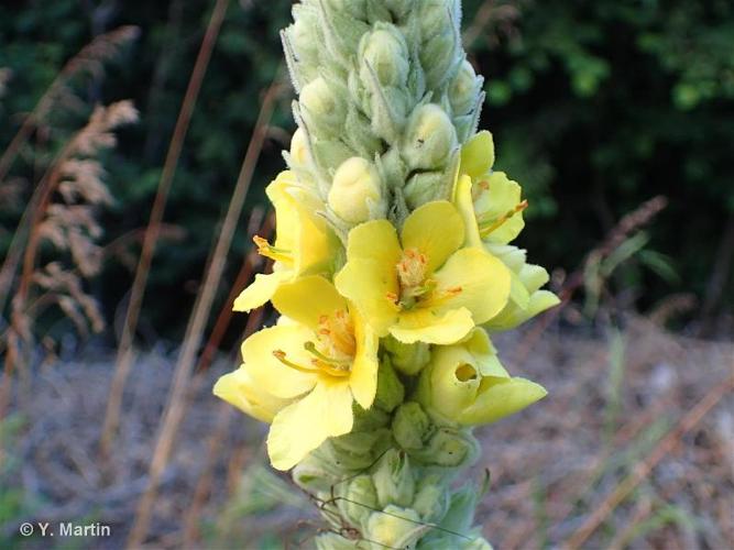 <i>Verbascum thapsus </i>L., 1753 subsp.<i> thapsus</i> © 