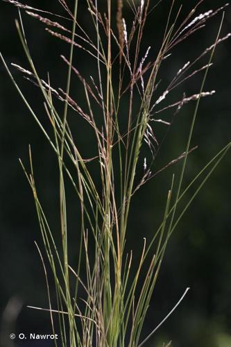 <i>Deschampsia media</i> (Gouan) Roem. & Schult., 1817 © O. Nawrot