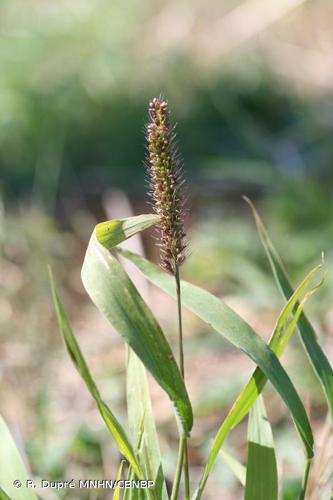 <i>Setaria verticillata </i>(L.) P.Beauv., 1812 var.<i> verticillata</i> © R. Dupré MNHN/CBNBP