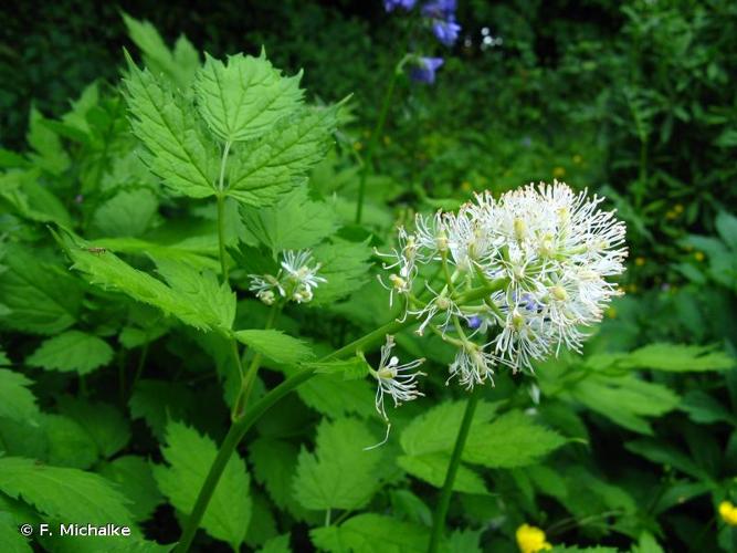 <i>Actaea spicata</i> L., 1753 © F. Michalke