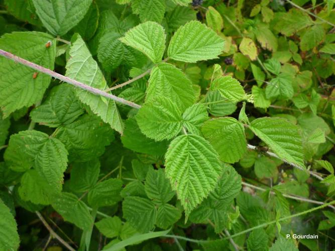 <i>Rubus caesius</i> L., 1753 © P. Gourdain