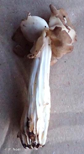 <i>Helvella crispa</i> (Scop.) : Fr., 1922 © P. Noël