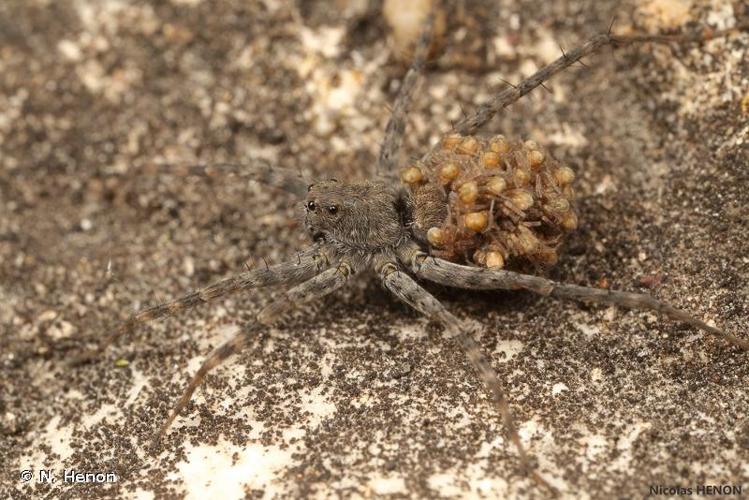 <i>Pardosa wagleri</i> (Hahn, 1822) © 