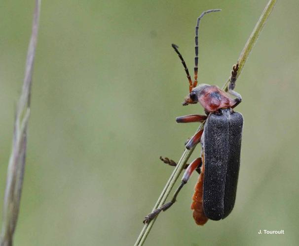 <i>Cantharis rustica</i> Fallén, 1807 © J. Touroult