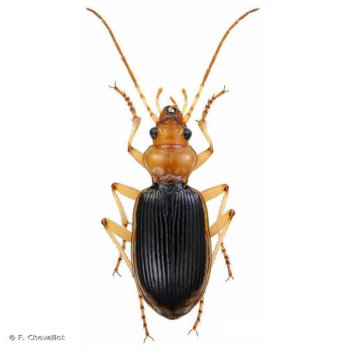 <i>Nebria psammodes</i> (P. Rossi, 1792) © F. Chevaillot