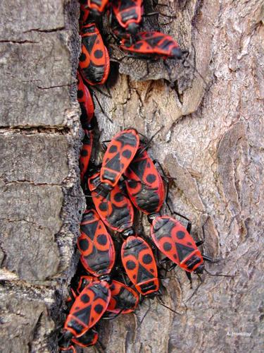 <i>Pyrrhocoris apterus</i> (Linnaeus, 1758) © A. Horellou