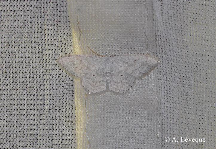 <i>Scopula incanata</i> (Linnaeus, 1758) © A. Lévêque