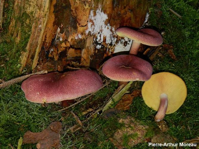 <i>Tricholomopsis rutilans</i> (Schaeff. : Fr.) Singer, 1939 © PA. Moreau