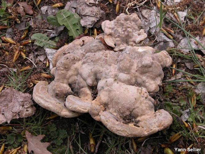 <i>Trametes gibbosa</i> (Pers. : Fr.) Fr. © Y. Sellier