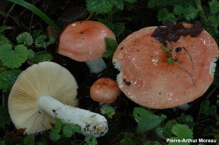 <i>Russula pseudointegra</i> Arnoult & Goris © PA. Moreau