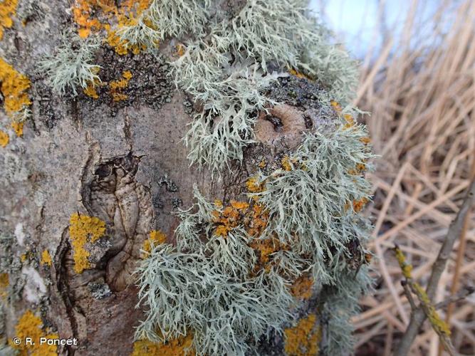 <i>Ramalina farinacea</i> (L.) Ach., 1810 © A.-H. Paradis & R. Poncet