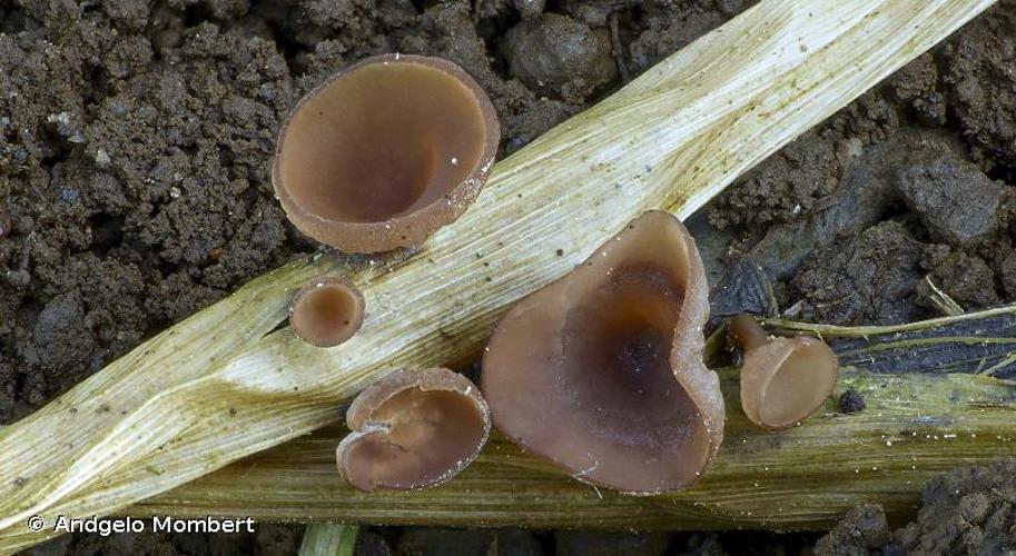 <i>Myriosclerotinia curreyana</i> (Berk.) N.F.Buchw. © Andgelo Mombert