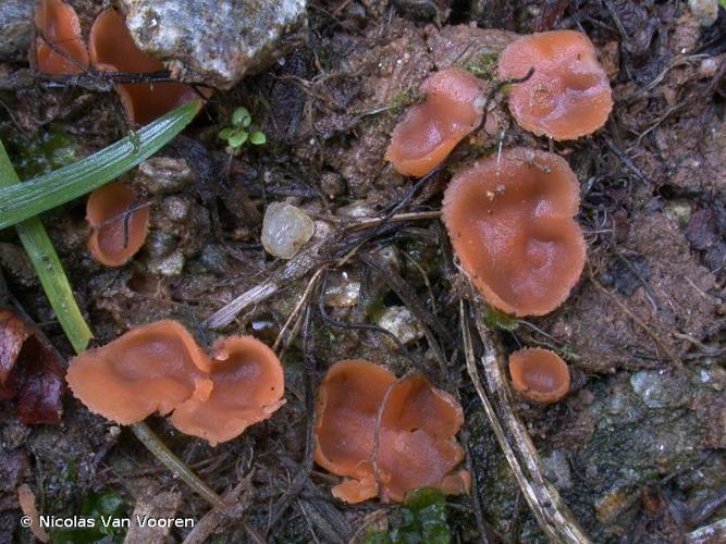 <i>Leucoscypha patavina</i> (Cooke & Sacc.) Svrček © Nicolas Van Vooren