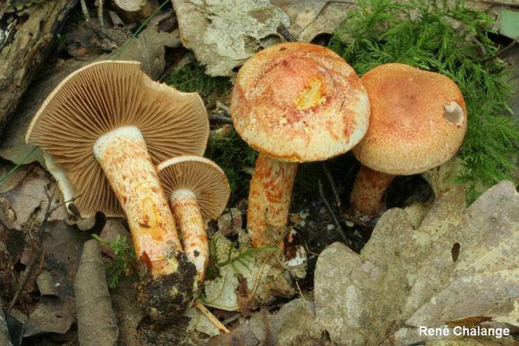 <i>Cortinarius bolaris</i> (Pers. : Fr.) Fr. © R. Chalange