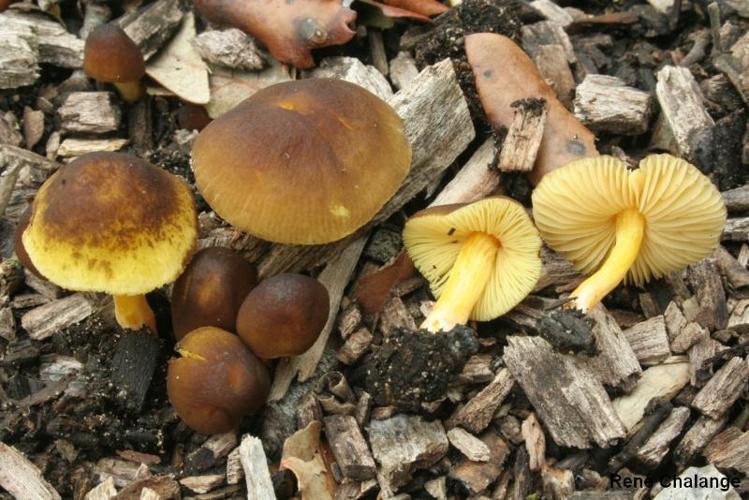 <i>Pluteus romellii</i> (Britzelm.) Laplanche © R. Chalange