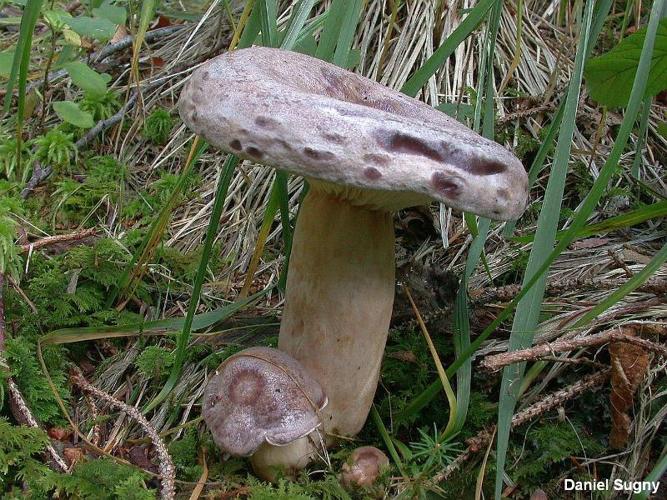 <i>Lactarius trivialis</i> (Fr. : Fr.) Fr. © D. Sugny