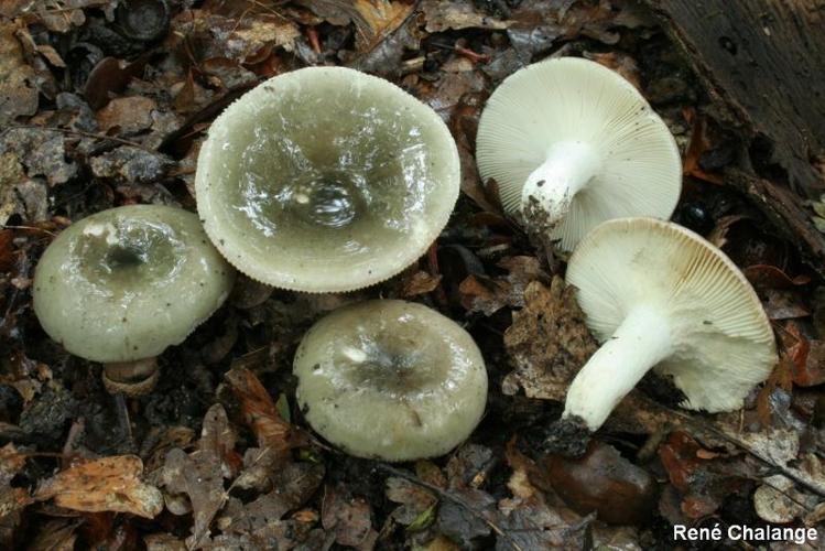 <i>Russula aeruginea</i> Lindblad © R. Chalange