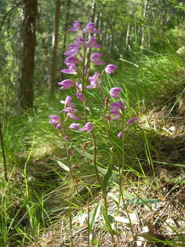 <i>Cephalanthera rubra</i> (L.) Rich., 1817 © P. Gourdain