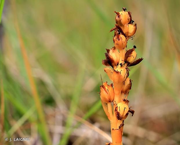 <i>Monotropa hypopitys</i> L., 1753 © J. LAIGNEL