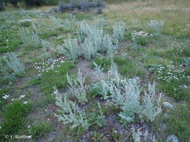 <i>Artemisia absinthium</i> L., 1753 © 