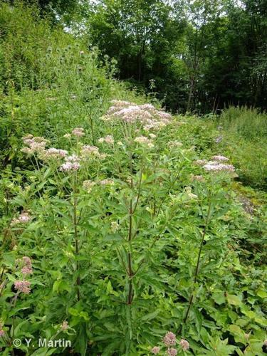 <i>Eupatorium cannabinum </i>L., 1753 subsp.<i> cannabinum</i> © 