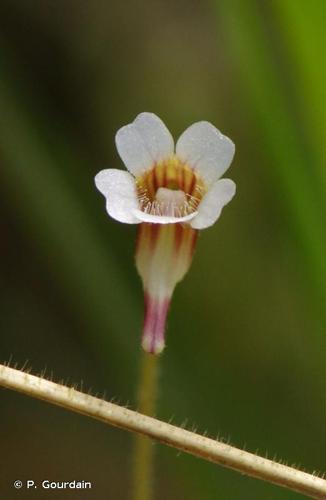 <i>Pinguicula lusitanica</i> L., 1753 © P. Gourdain